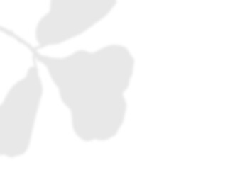 Delicate Flowering Branch and Leaf Shadow Overlay