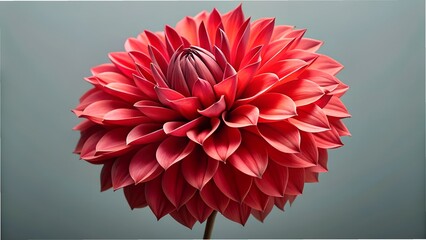 red dahlia flower
