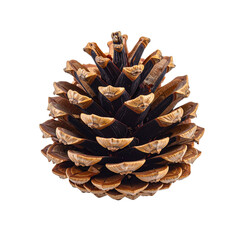 Isolated transparent PNG of a single pinecone, rustic texture, photoreal.