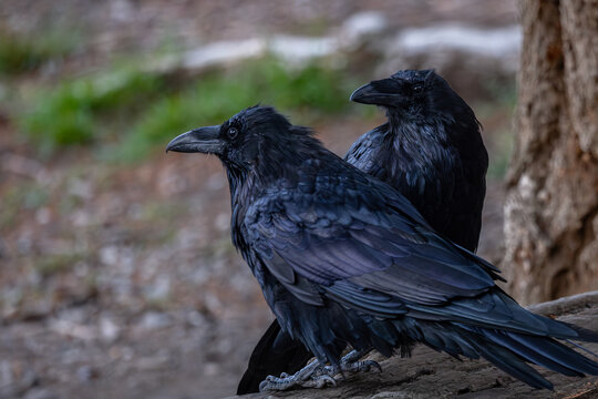 Two Ravens at Mount Norquay Lookout in Banff National Park