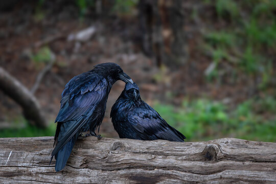 Two Ravens in Canada Groom Each Other in an Act Known as Allopreening