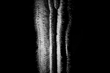 Close-up of cactus spines in black and white