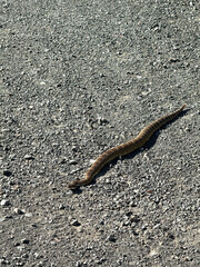 Venomous rattlesnake slithering across a dirt road in California countryside with dry vegetation, gravel surface, and bright sunlight