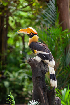 Great Hornbill Perched on Tree Stump in Forest