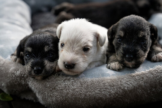 Portrait of newborn miniature schnauzer puppies 