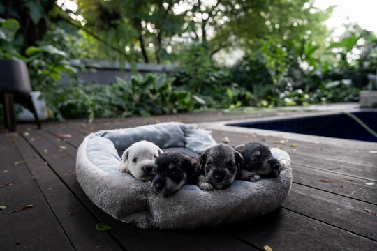 A litter of newborn miniature schnauzer puppies outdoors