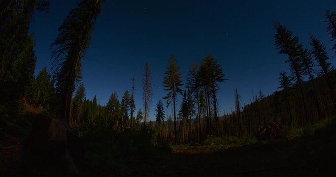 Stars spinning above a pine forest in Yosemite National Park, California. 