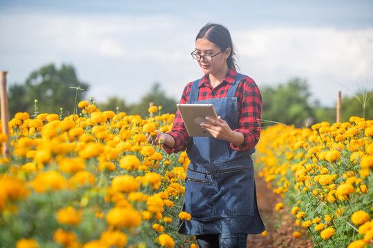 Young woman farmer holding digital tablet in marigold flower field inspecting crops representing smart farming agriculture technology and teamwork in rural life. - Powered by Adobe