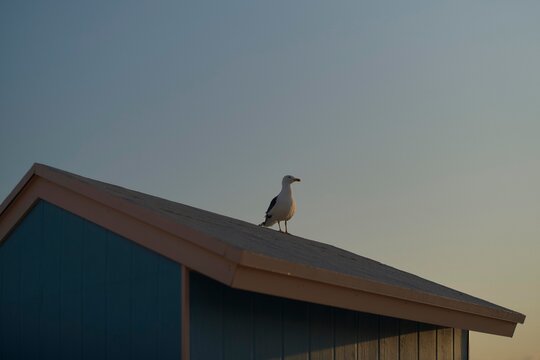 Seagull Perched on a Colorful Beach Shed at Sunset