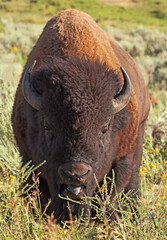 Bison portrait in Yellowstone National Park, USA