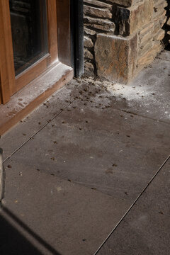 Detail of balcony floor with numerous dead wasps after fumigation
