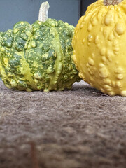Obraz premium two decorative green and yellow pumpkins arranged on a surface covered with wet coarse burlap, Decorative mini pumpkins, Shot from above