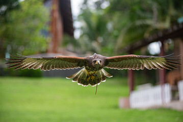Flying Peregrine falcon with traing