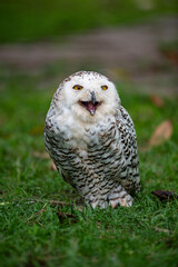 Snowy Owl (Bubo scandiacus), portrait,A snow owl close-up view.