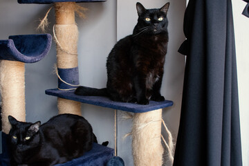 Black cats resting on cat tree in cozy indoor setting