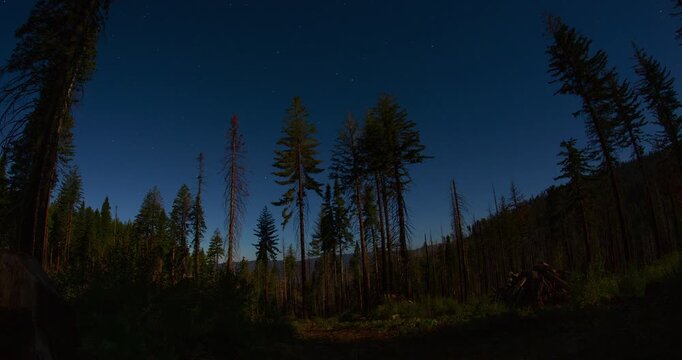A captivating night timelapse of stars above a pine forest in Yosemite National Park, California. Moonlight and moonshadows add motion to this tranquil natural scene.