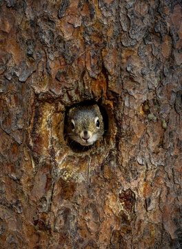 A Little Squirrel Peeks Out of a Hole in a Tree in Banff National Park