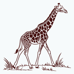 Naklejka premium Illustration of a giraffe with brown spots walking through grass on a white background drawing style