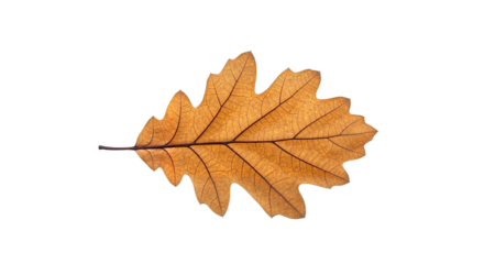 Dried oak leaf on transparent background in natural detail  