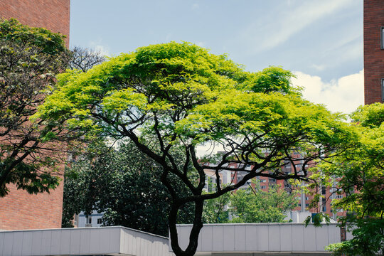Vibrant green tree against a clear sky in an urban setting