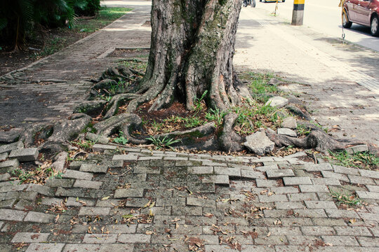 Roots disrupt pavement near a tree on a city sidewalk