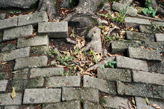Uneven path with roots and foliage disrupting paving stones