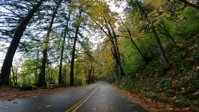 4K action camera footage driving through the Historic Columbia River Highway  in autumn morning, showing fallen trees and avoiding hazards on a scenic forest road. Colorful fall leaves on sideroads