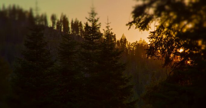 Forest Sunset Light &ndash; Golden Rays Through Trees in Yosemite National Park | Peaceful Evening Timelapse Under Clear Skies