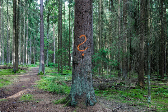 A spray-painted question mark on a tree in the forest.