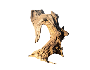 Surreal Environment Element – Weathered Tree Trunk with Moody Lighting