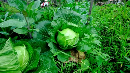 Close up of large ripe white cabbage ready to be harvested and moving camera away revealing more veggies growing in organic garden