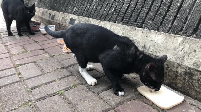 Black cat drinking milk from a tray on a brick sidewalk, feeding stray cats activity in Jakarta, Indonesia