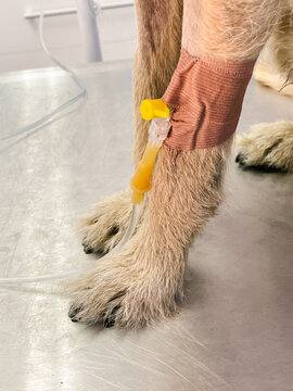 A close-up shot of a dog's leg with an IV catheter attached