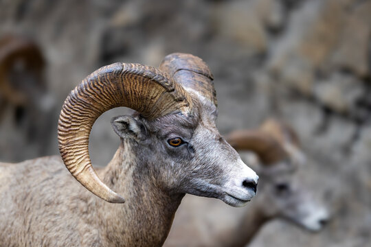 A Closeup Portrait of a Bighorn Sheep in the Mountains at Banff 