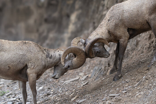 Closeup of a Bighorn Sheep Battle in Banff National Park Canada