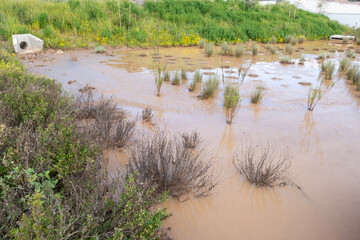 Bioswale flooded with brown muddy rain water submerging shrubs and grasses.
