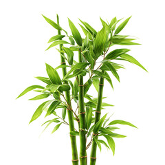 Fresh green bamboo stalks with vibrant leaves, isolated on transparent background