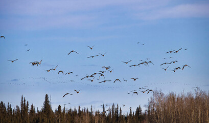 Birds flying above trees in Alaska