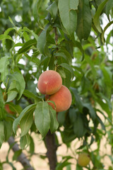 Fresh Ripe Peach fruits on a tree branch with leaves closeup, A bunch of ripe Peaches on a branch, Ripe delicious fruit peaches on the tree, Ripe sweet peach fruits grow on a peach tree branch