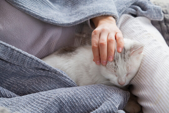 Person petting sleeping cat enjoying cozy comfort