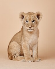 Obraz premium Adorable Lion Cub Posing with a Beige Backdrop in a Studio Setting
