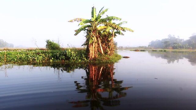 Scenic view of a lush green tropical banana tree cluster growing on a small river island reflecting in the calm water surface during a misty morning sunrise in a rural wetland landscape environment.