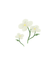 Fototapeta premium white flowers on white background