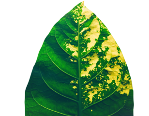 Hand Holding Plant Leaf with Yellow Chlorosis Disease (Transparent Background)