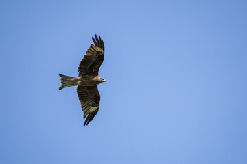 Black-eared kite in flight with blue sky background