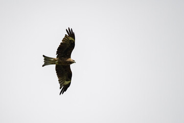 Black-eared kite in flight with white background