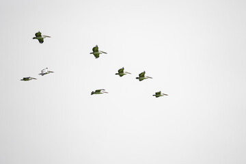 Group of spot-billed pelicans in flight
