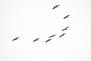 Group of spot-billed pelicans in flight