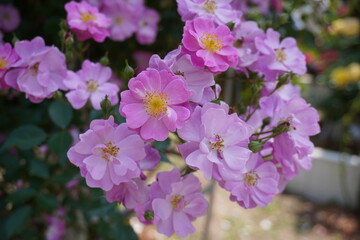Obraz premium Cluster blooming Lavender Dream roses in a natural garden on a sunny day