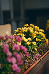 Yellow and pink flowers bloom in a cozy garden setting during the afternoon sunlight